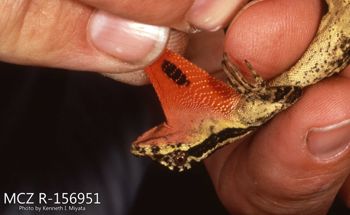 Media type: image;   Herpetology R-156951 Description: Photo of animal in life, taken in the field by Dr. Kenneth Ichiro Miyata. A slide of the photo was scanned in 2012 by Melissa Wooley.;  Aspect: head lateral